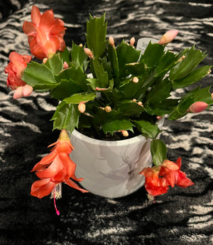 Christmas Cactus'
