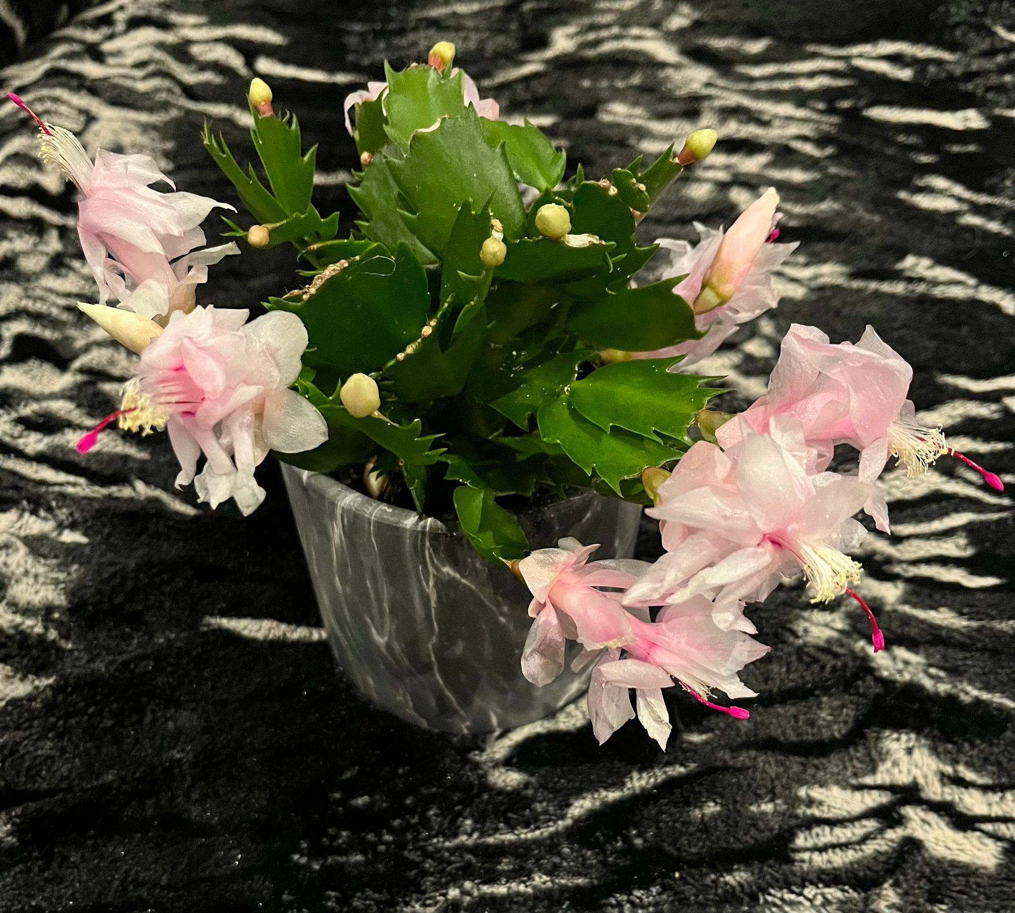 Christmas Cactus'